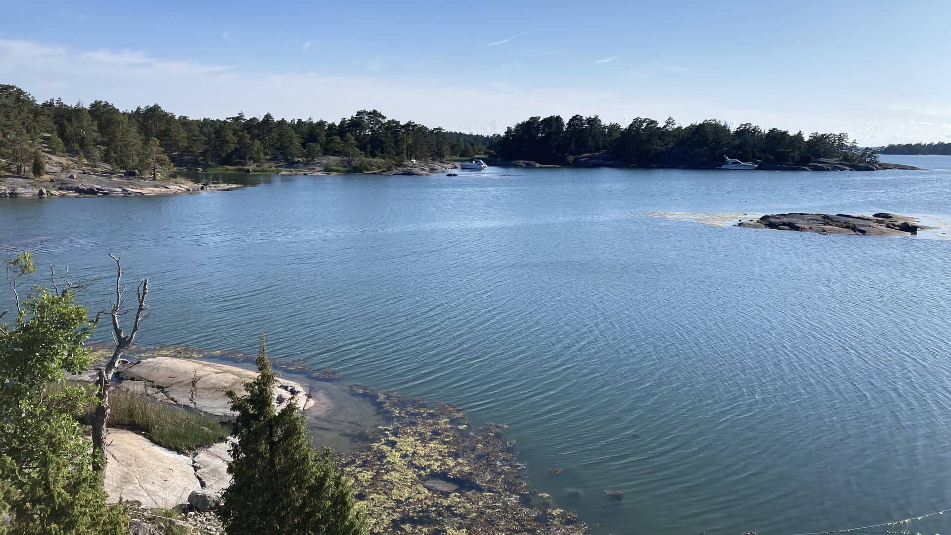 Griskär